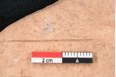 Foto (Detailansicht) von Pinus palaeotaeda Ettingshausen (NHMW-GEO-2024-0188-7961)